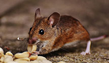 24 Hour & Emergency Exterminators in Higdonville, NC